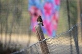 Black Phoebe