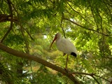 White Ibis 2