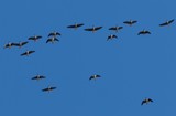 Greater White-Fronted Geese