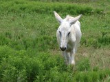 White Donkey