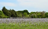 Hyacinth Field