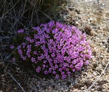 first wild flowers