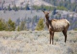 Morning, pregnant cow Elk 