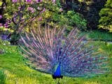 BOTH SIDES OF A PEACOCK ..