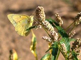 Orange Sulphur