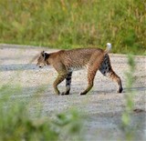 Bobcat HNWR