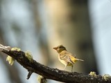 warbler? 12x16 FB DSC 1956