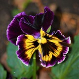 PANSIES ..