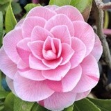 MY CAMELLIA .. FOR YOU 