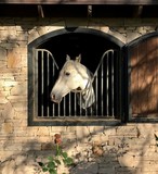 Veterano - Retired Horse in Santa Barbara - February 2018