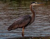 Blue Heron at the Duck Pond - June 2021