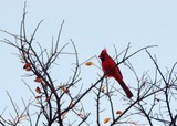 Cardinal in Elm