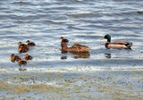 Nine Ducklings