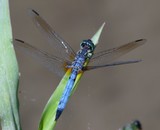 Blue Dasher Male 016