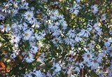 Heath Asters