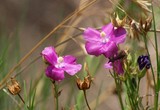 Swamp Rose Mallow