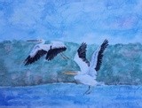 Pelicans