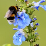 BUSY BEE ON BLUE SAGE
