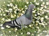 WALKING ON A SPRING CARPET 