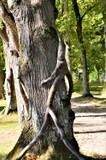 SCULPTURED BRANCHES ON TREE TRUNKS