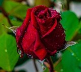 Roses after the Rain this Morning - April 2020