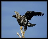 by Harry Eggens