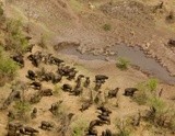 Buffalo want water ~ occupied by Lions