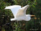 Great Egret