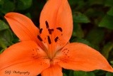 Day Lily 