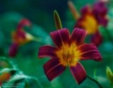 Orange day-lily P6109 