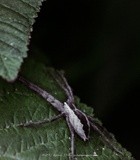 Nursery Web Spider P5920