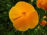 Spring Poppy 