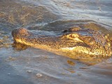 Alligator