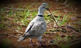 EURASIAN COLLARED DOVE ..