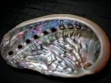 ABALONE PICKED UP   ON A BEACH