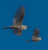 Egrets in Flight ~ November 2019