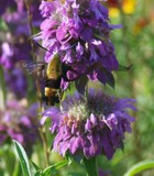 Snowberry Clearwing Moth - HNWR