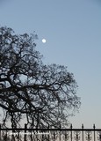 moon over fancy fence