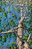 “Summer Birch”