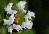 White Myrtle