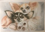 Three Chihuahuas