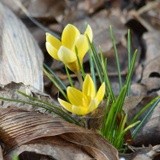 SPRING BEAUTIES  : CROCUSES  