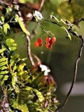 SOLANUM BERRIES  ..