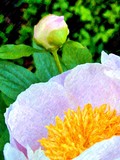 Peony and Bud Close Up