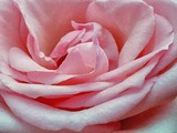 Pastel Pink Rose Closeup