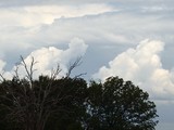 elephant cloud