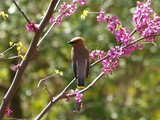 Waxwing on Redbud