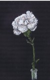 Mom's Carnation