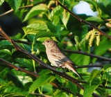 Sparrow in  Tree