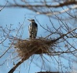 Blue Heron rookery coming back to life 